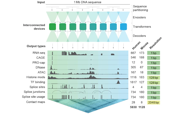 AlphaGenome Atlas - 谷歌AI绘制的涵盖所有人类DNA突变可能性的全景地图 产品图片 3